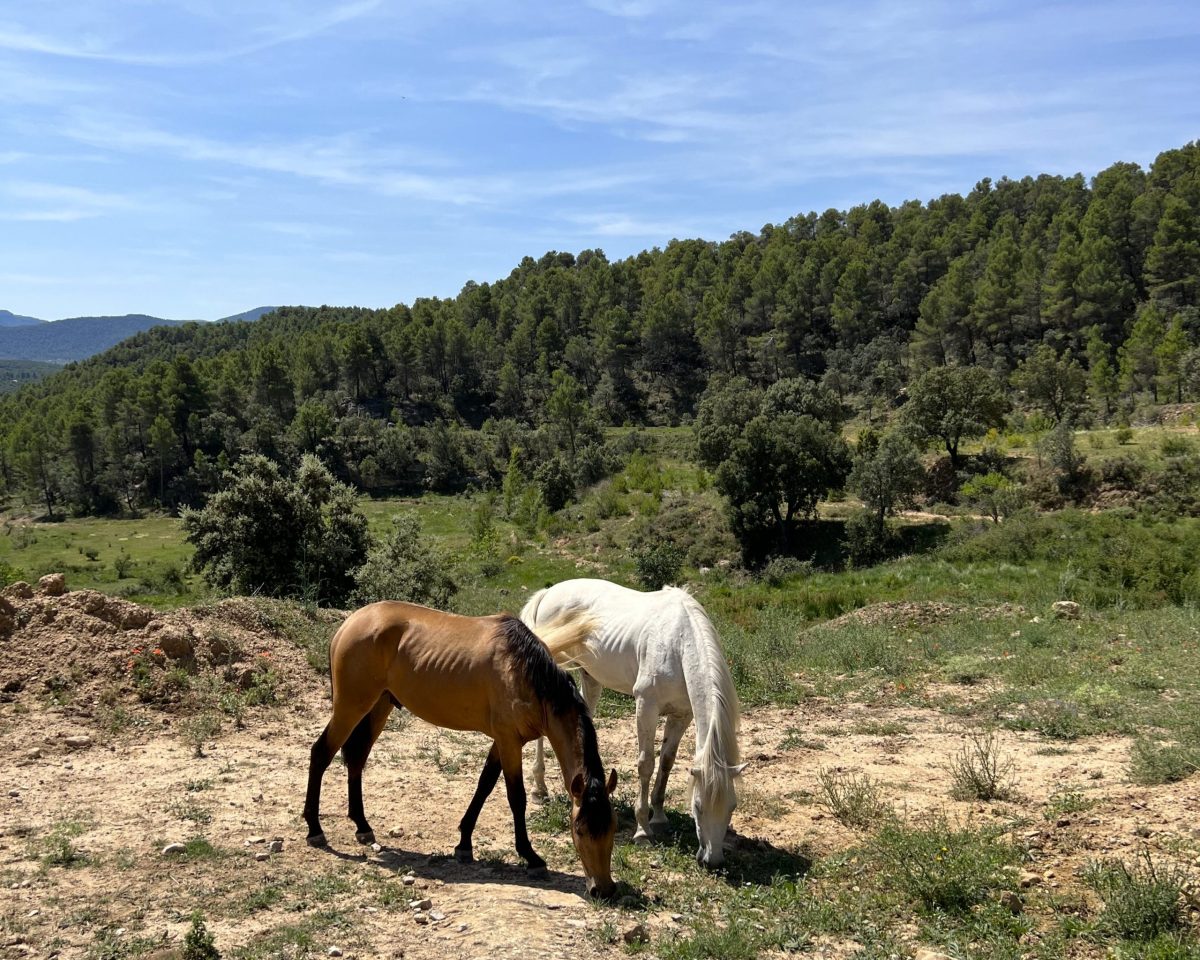 Equestrian Route (180 min) Punta Molinera